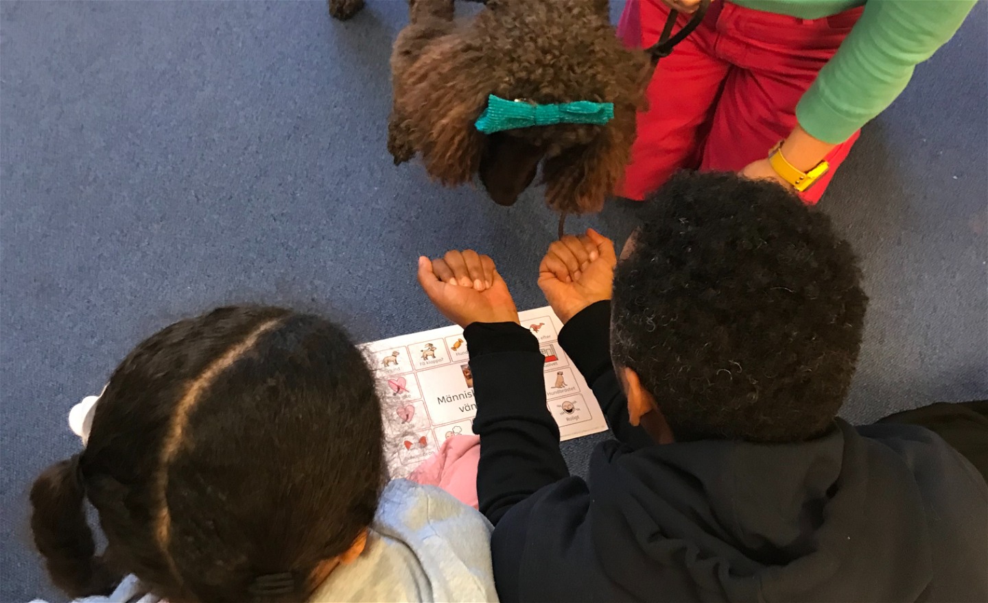 Ett barn håller fram två knutna händer. En hund försöker klura ut i vilken hand hundgodiset finns.